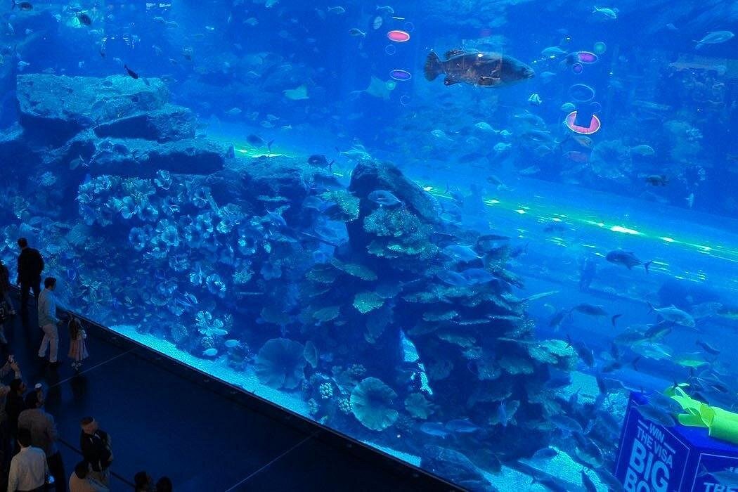 Dubai Aquarium & Underwater Zoo Tickets 1