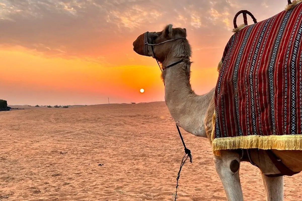 Morning Desert Safari Dubai 3