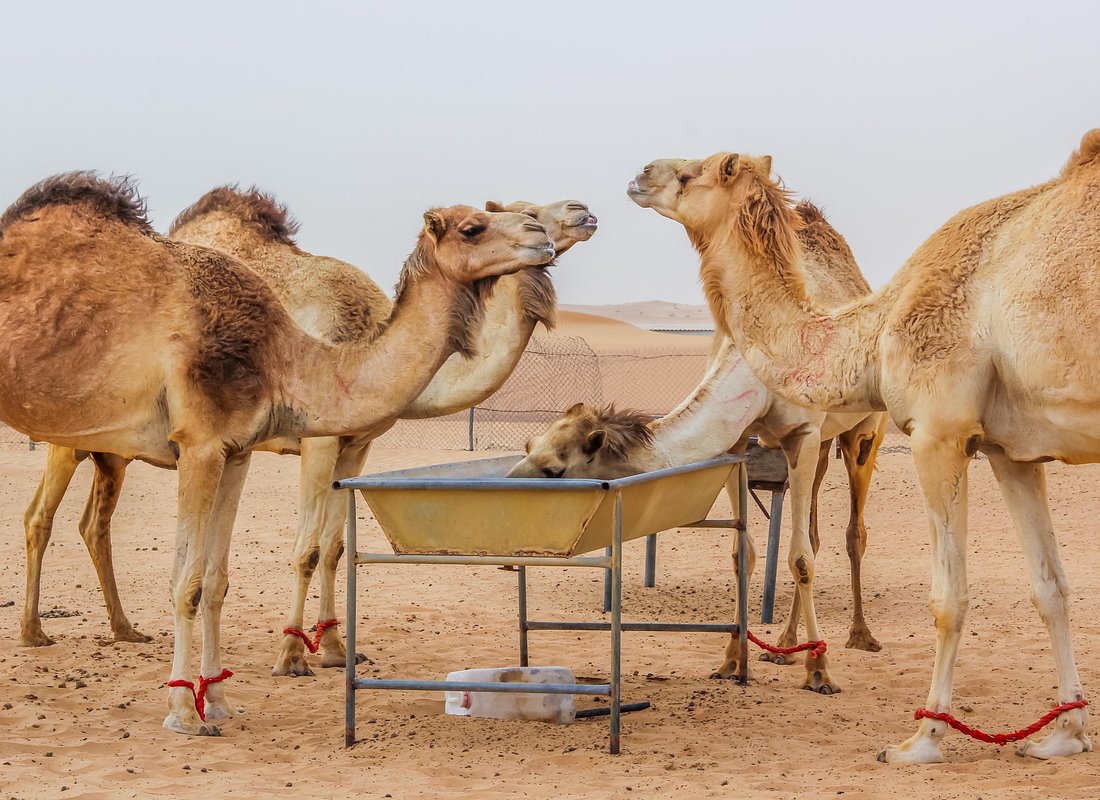 Overnight Desert Safari Dubai with BBQ Dinner 4